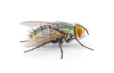 common house fly - tachinid sp - in extreme great macro detail. green body thorax and abdomen, big red eyes isolated on white background side profile view
