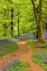 Bluebells in Kings Woods, Challock near Ashford, Kent, England