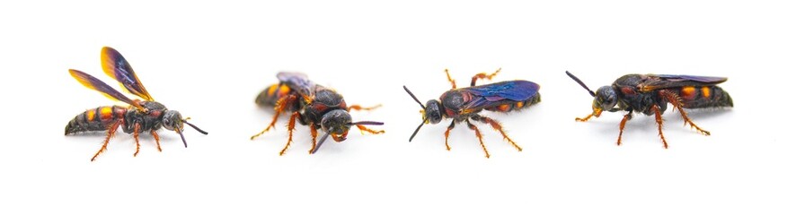 Scolia nobilitata - Noble Scoliid Wasp - with light yellow orange red spots on upper abdomen iridescent blue wings. isolated on white background four views