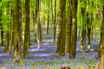 Bluebells in Kings Woods, Challock near Ashford, Kent, England - obrazy, fototapety, plakaty