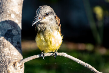Small specimen of female ugly bug bird or benteveo. Yellow-breasted wild animal.