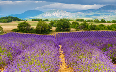 Naklejka na ściany i meble Provence landscape with lavender fields, France