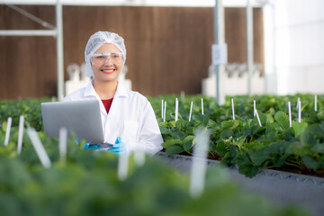 Young asian woman check cultivation strawberry with happiness for research with laptop computer in farm greenhouse laboratory, female examining strawberry with agriculture, small business concept.