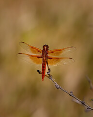 Flame Skimmer