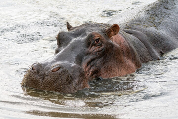 Hippo swims in the water, looking at camera. Serengeti National Park Tanzania
