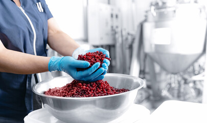 Industry food factory. Worker packs wild red cranberry berry for making drinks and vitamins