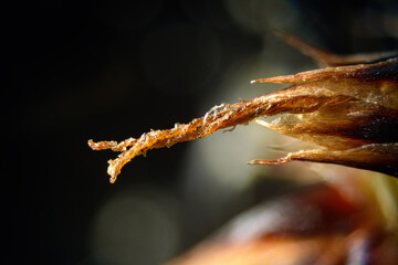 Detail of the pistil of the graceful bika plant. - obrazy, fototapety, plakaty