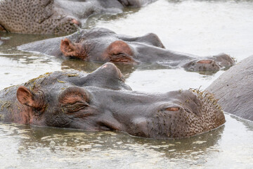 Hippopotamus close up view with eyes shut, as it rests in the water. Hippo pond in Serengeti National Park Serengeti