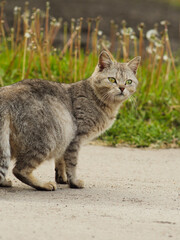 Naklejka na ściany i meble cat in the garden among dandelions. cat on a walk among the grass. gray domestic cat