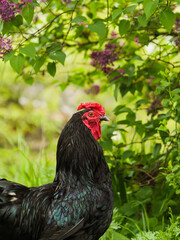 rooster in the field, black rooster on grass, rooster on green natural background.