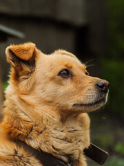 portrait of a dog, golden dog. Domestic dog with a sad look