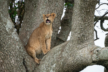 Tree climbing lion watches from the branches of a sausage tree - Tanzania Serengeti