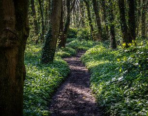 Spring at Penrrhos nature park, Isle of Anglesey North Wales