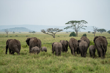 Naklejka na ściany i meble Butts of an elephant family walking across the plains of the Serengeti - Tanzania