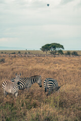 Serengeti National Park - Large herd of Zebras , as a hot air balloon rises in the air