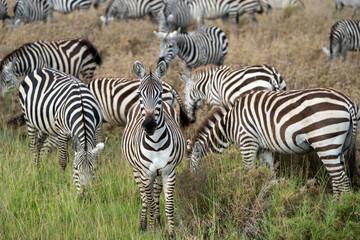 Obraz na płótnie Canvas Serengeti National Park - Large herd of Zebras