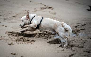 Golden retriever joue dans le sable