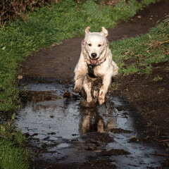 Golden retriever courre dans la boue