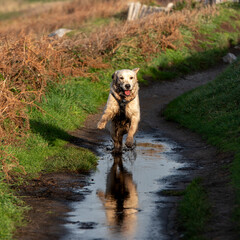 Golden retriever courre dans la boue