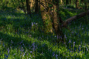 Spring at Penrrhos nature park, Isle of Anglesey North Wales