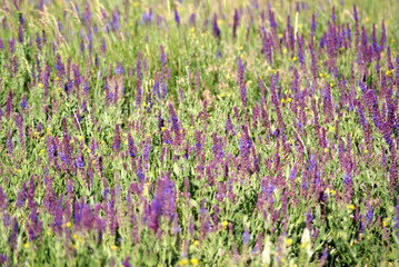 Naklejka premium Tall purple wildflowers bloom on a summer meadow. This is field sage. Ukrainian veld is beautiful.
