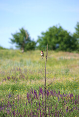 A goldfinch bird with a red forehead sits on a dry tree in the middle of a blooming meadow. Summer is in full swing, and yellow and purple flowers are blooming everywhere.