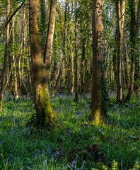 Spring at Penrrhos nature park, Isle of Anglesey North Wales