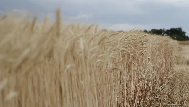 Close up picture of field of wheat. Agriculture harvest concept.