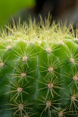 Close-up of cactus in nature - stock photo