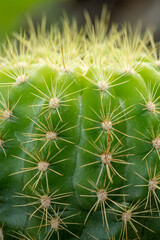 Close-up of cactus in nature - stock photo
