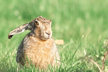 hare in the grass