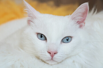 white persian cat