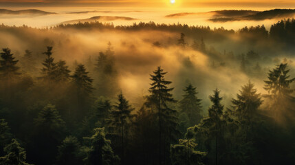 Fototapeta na wymiar Majestic Morning Light in the North German Forest. Generative AI