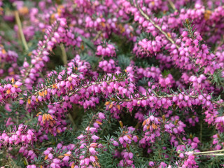 Obraz premium spring flowers in the garden
