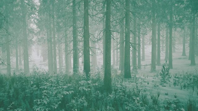 Winter forest in the fog