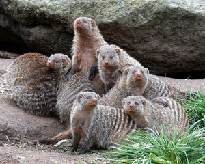 banded mongoose (Mungos mungo), family with baby