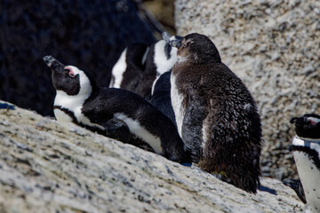 Fototapeta premium African Penguins in Boulder Beach, South Africa