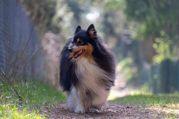 Sheltie dog walking on a road