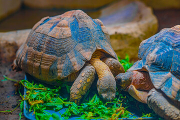 ヘサキリクガメのイメージ