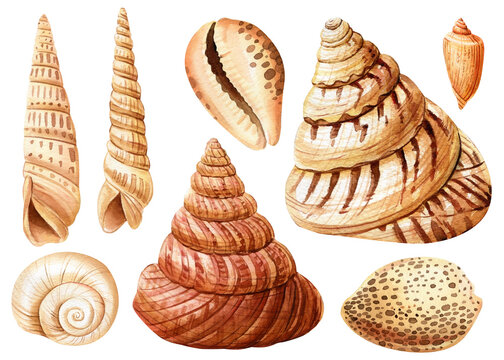 Watercolor seashells set isolated white background. Hand drawn illustration. Collection realistic sea shell for design.