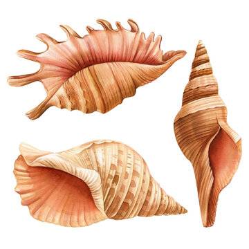 Watercolor seashells set isolated white background. Hand drawn illustration. Collection realistic sea shell for design.