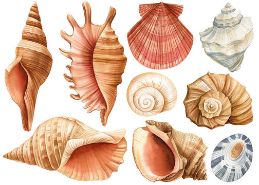 Watercolor seashells set isolated white background. Hand drawn illustration. Collection realistic sea shell for design.
