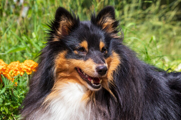 Portrait of a Sheltie dog on a cloudy day