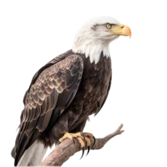 Foto op Plexiglas an isolated  bald eagle (Haliaeetus leucocephalus) , sitting on a branch, preservation, Wildlife-themed, photorealistic illustration on a transparent background cutout in PNG. generative ai © Purple Penguin GFX