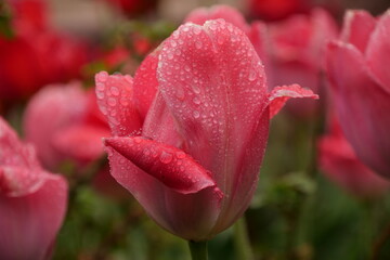 Tulips With Drops After Rain  Close Up