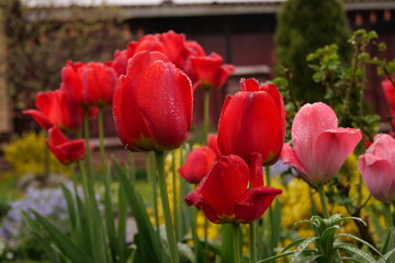 wet tulips on the flowerbed after the rain