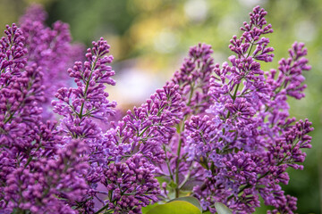 Fototapeta premium Lilac flowers branch. Floral background, natural spring. Blossoming lilac flower bud. Spring time color. Beautiful purple petal plant. Botanical flora. Aesthetic mood. Summer garden. Pink liliac