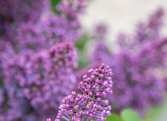 Lilac flowers branch. Floral background, natural spring. Blossoming lilac flower bud. Spring time color. Beautiful purple petal plant. Botanical flora. Aesthetic mood. Summer garden. Pink liliac
