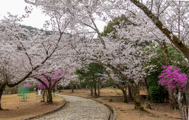 Beautiful Kameyama Park near Katsura River in Arashiyama, Kyoto, Japan