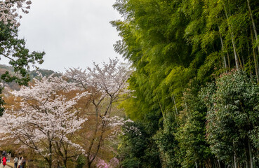Beautiful Kameyama Park near Katsura River in Arashiyama, Kyoto, Japan